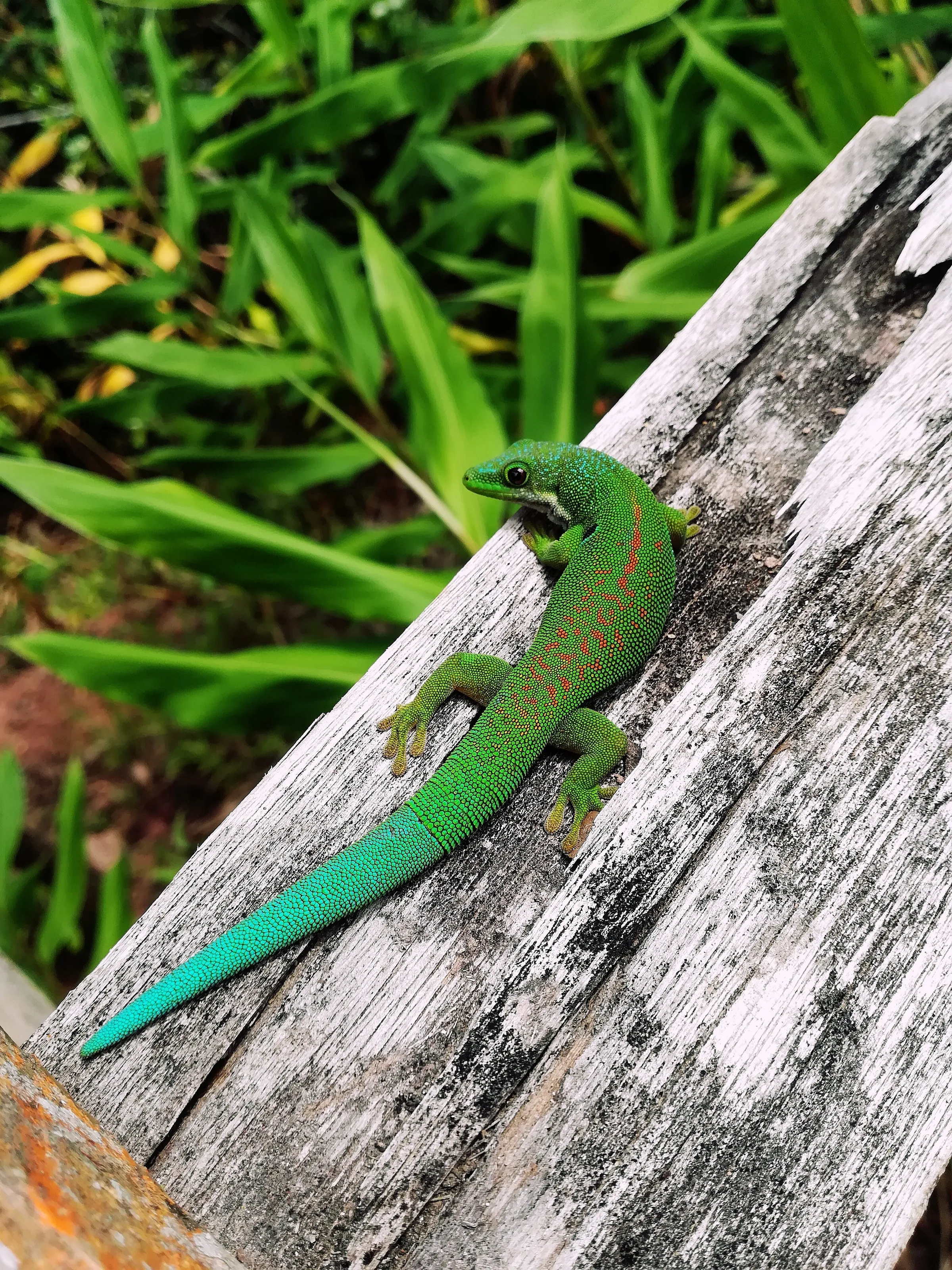Peacok Day Gecko