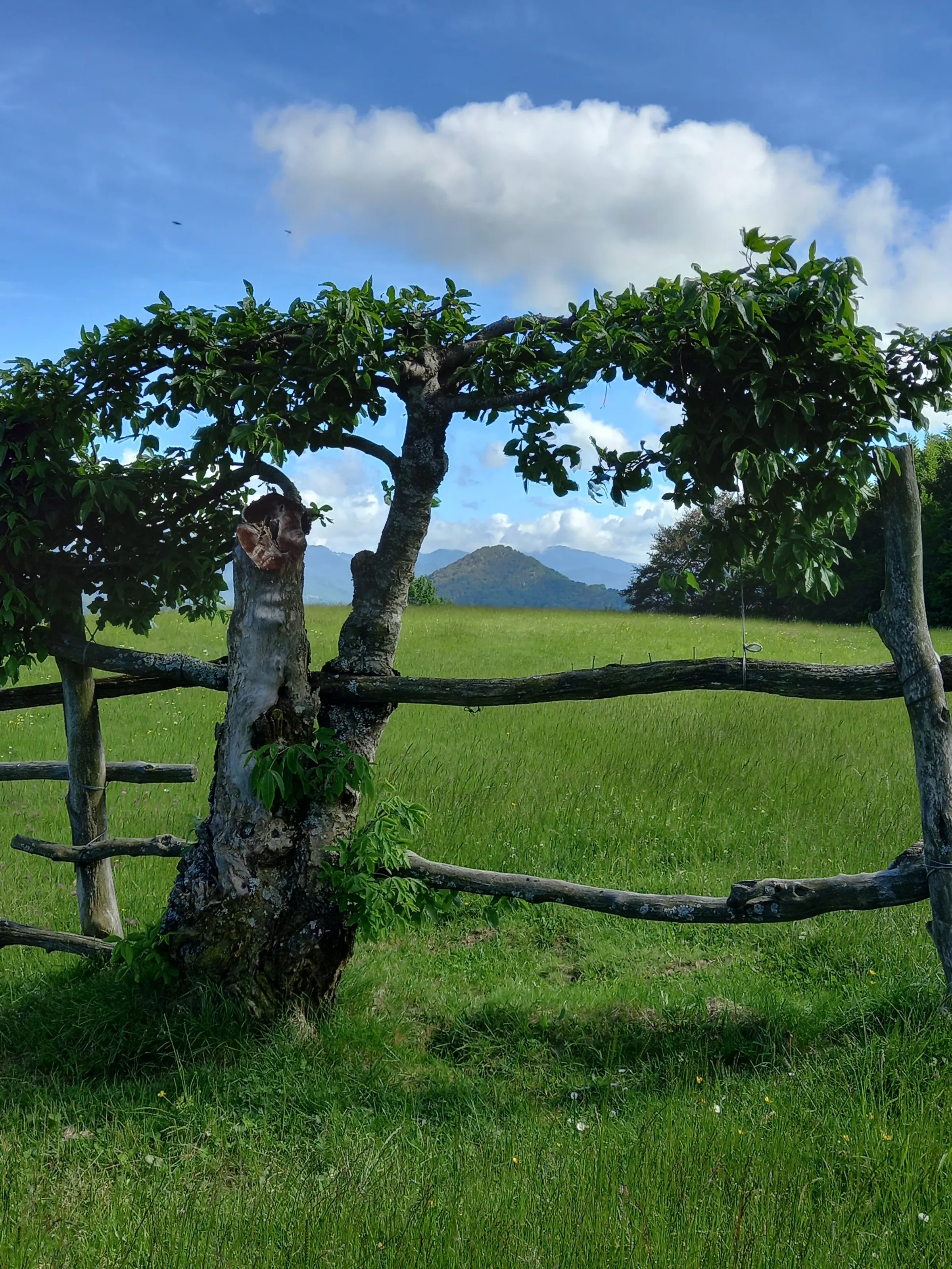 Fence