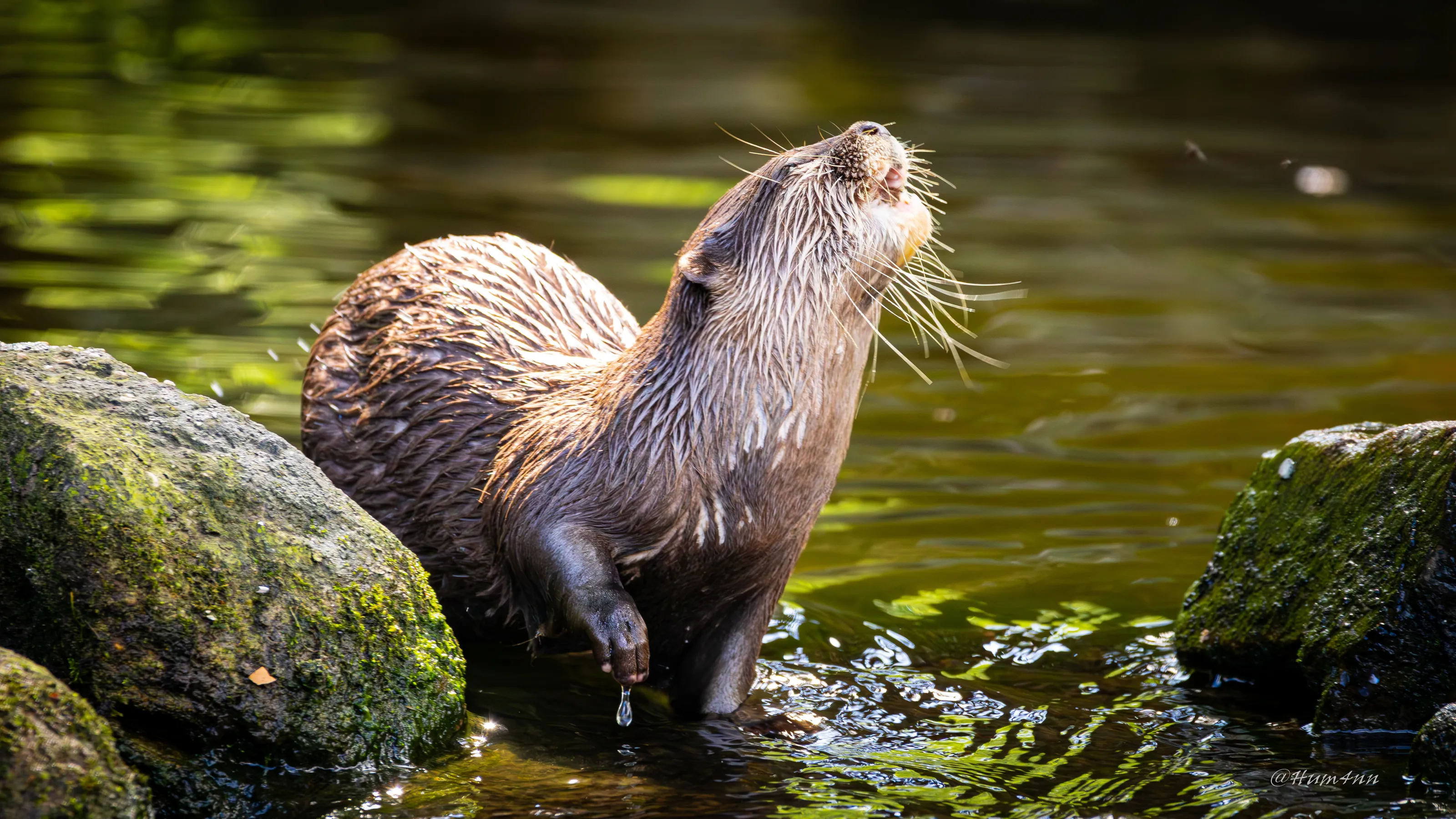 Small-Clawed Otter Enjoying the Sun