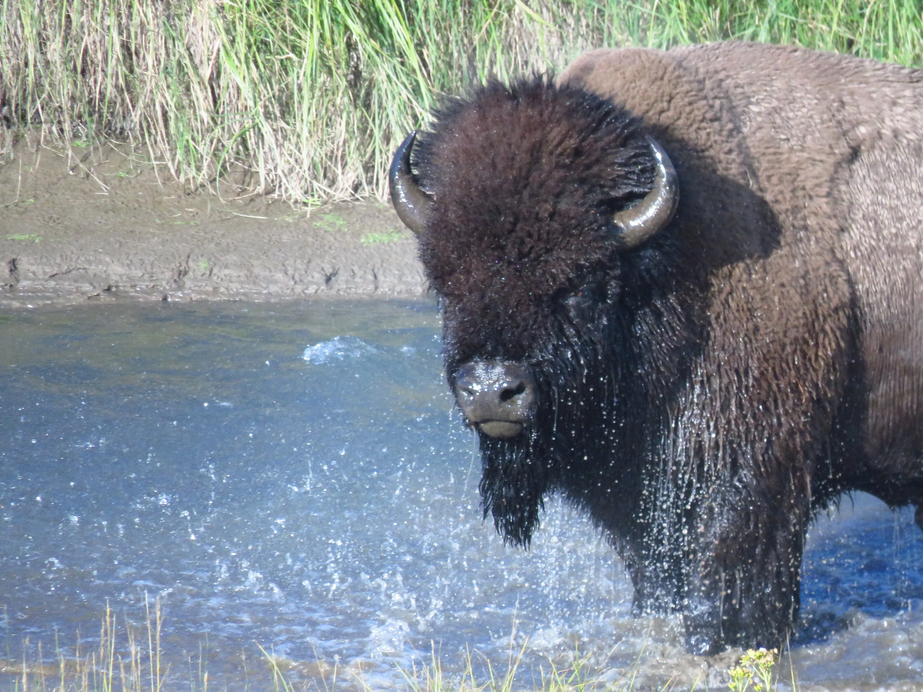 Bison bath