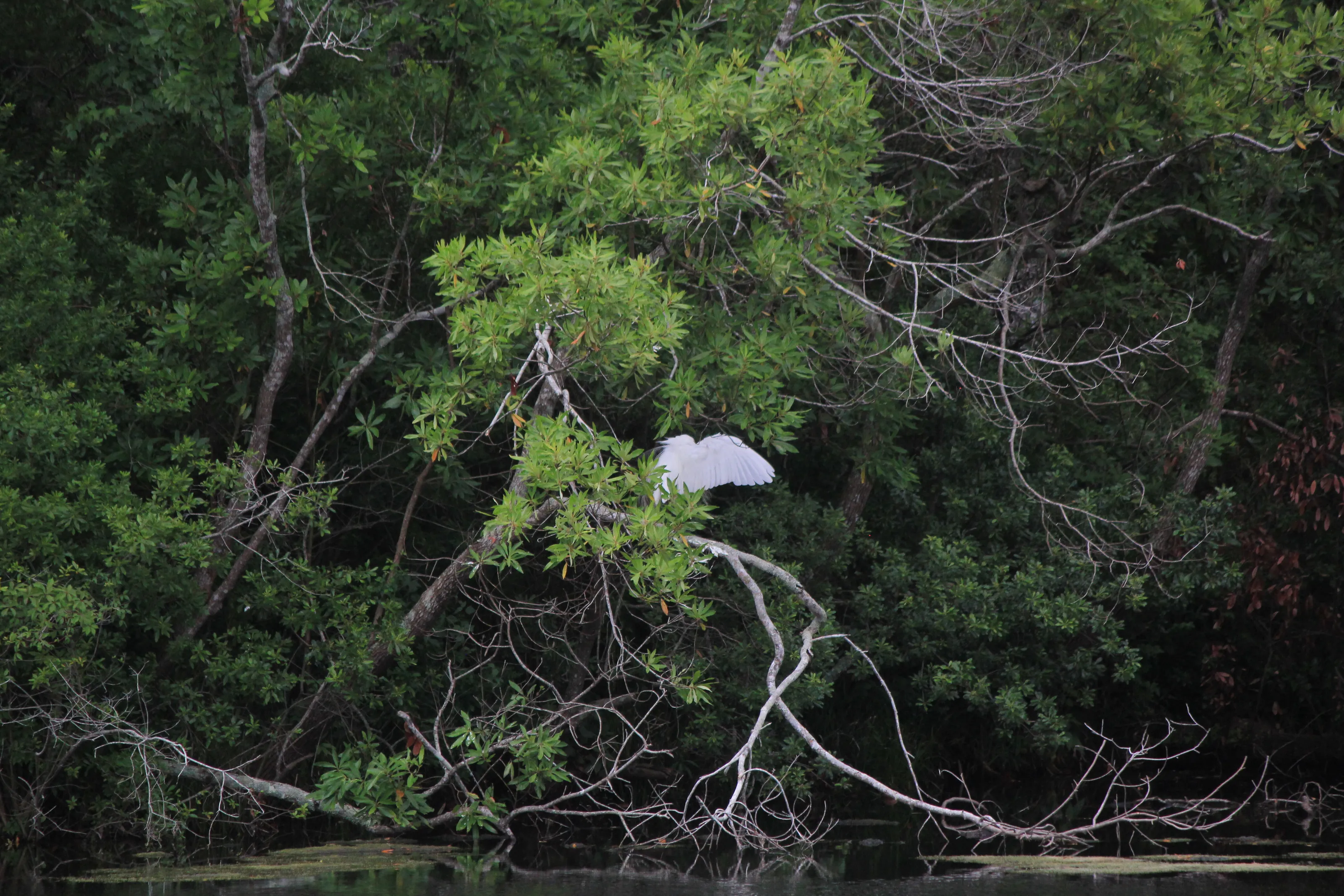 White Heron's Wing