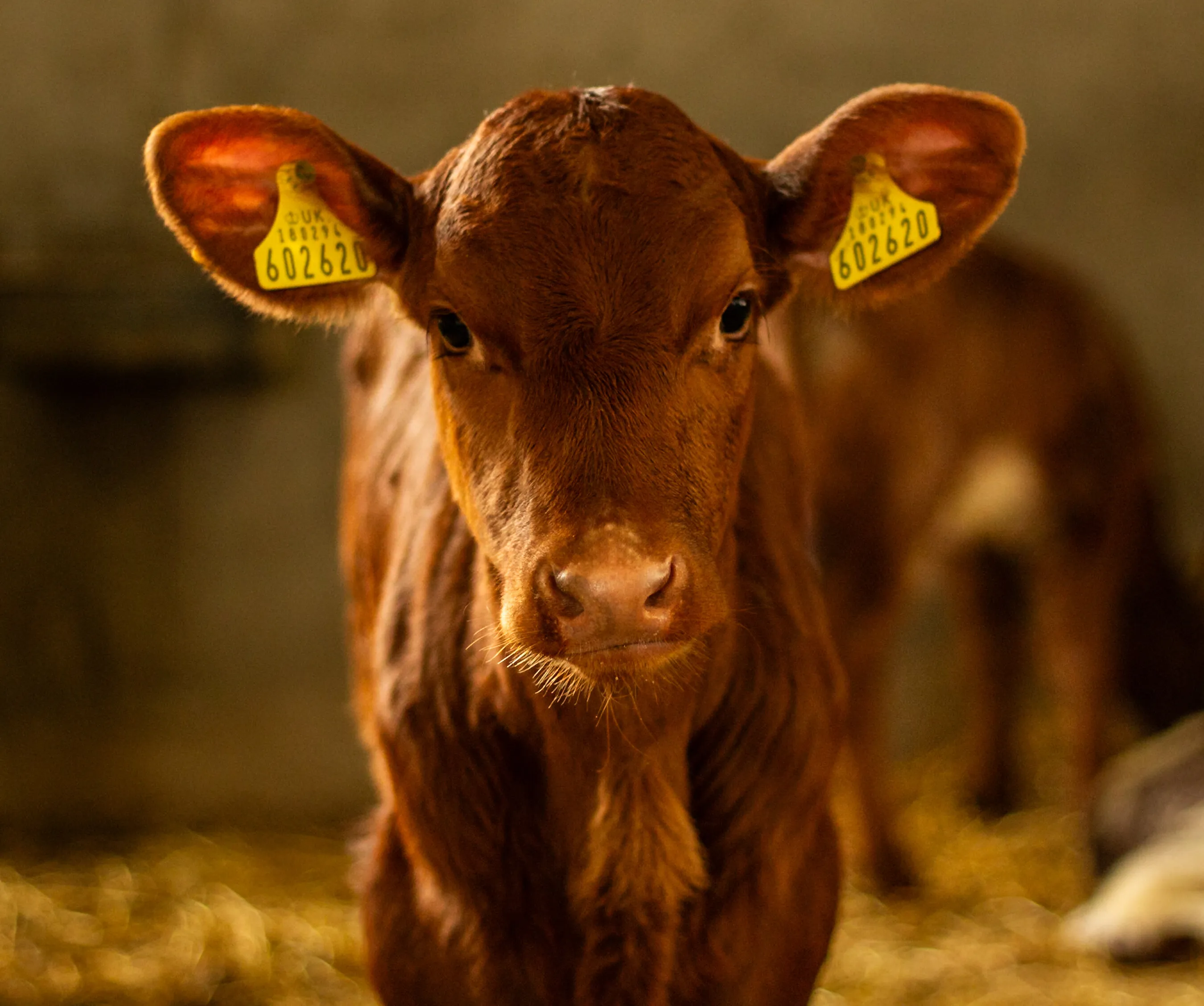 How now brown calf