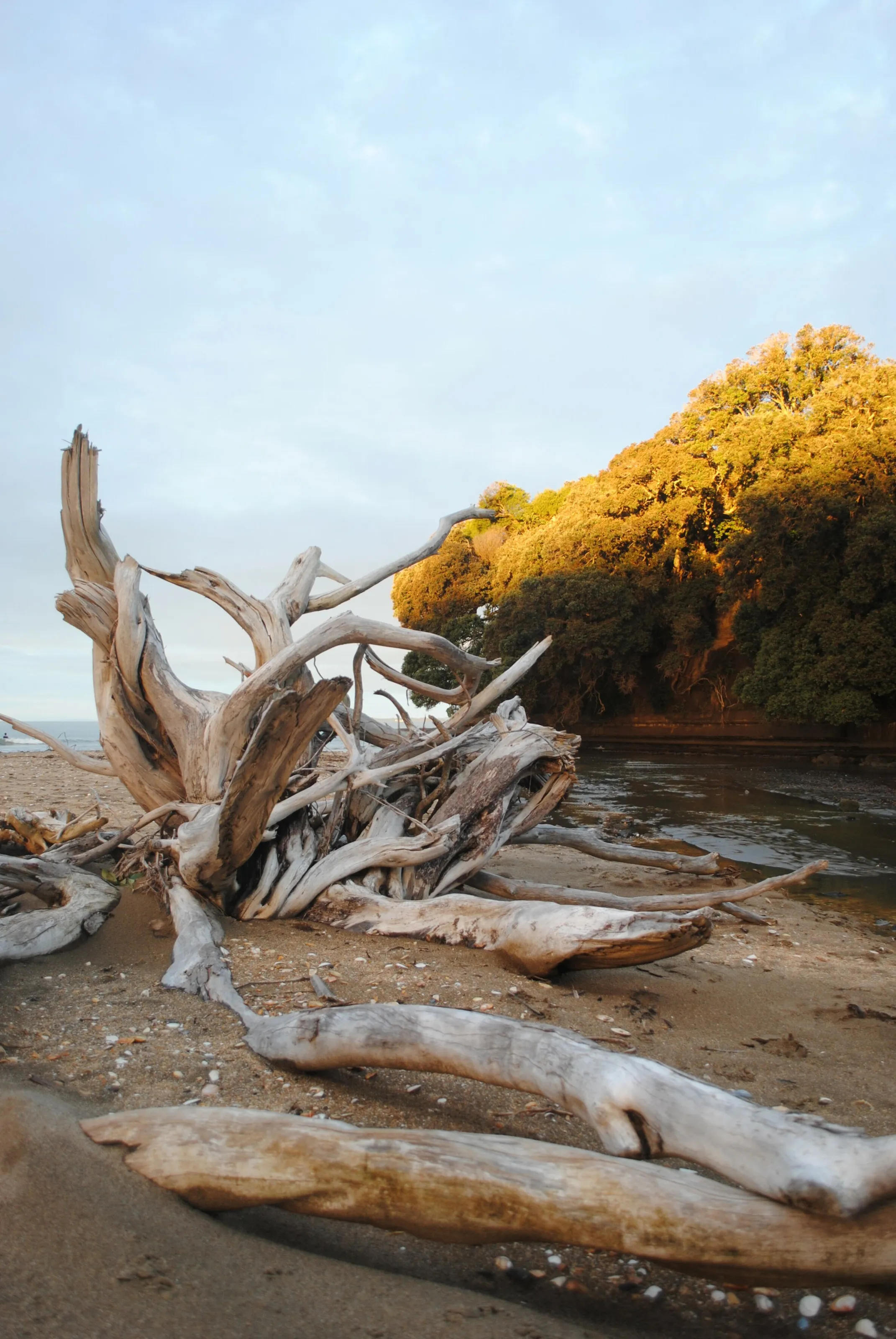 Drift wood