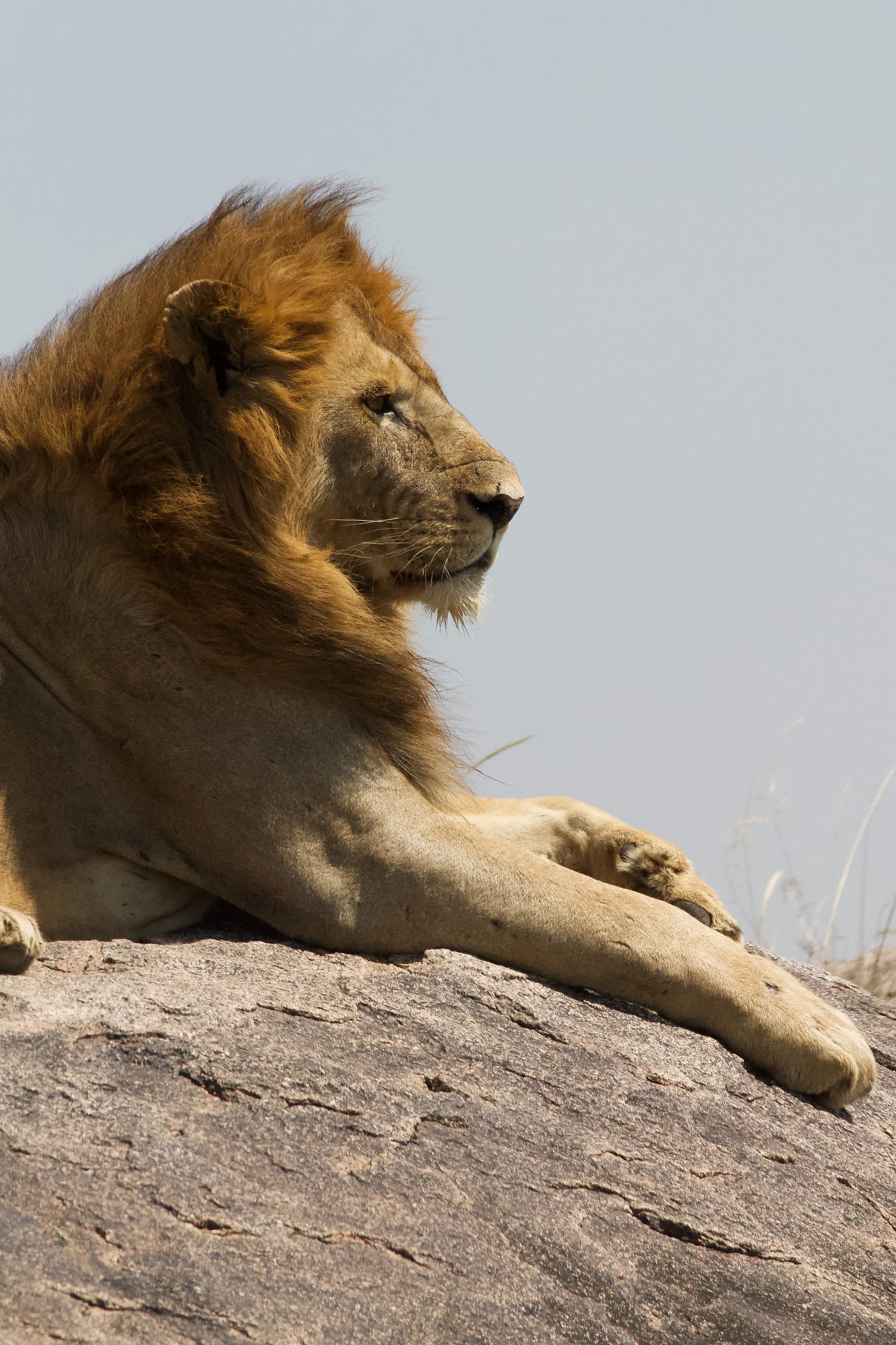 The lion king