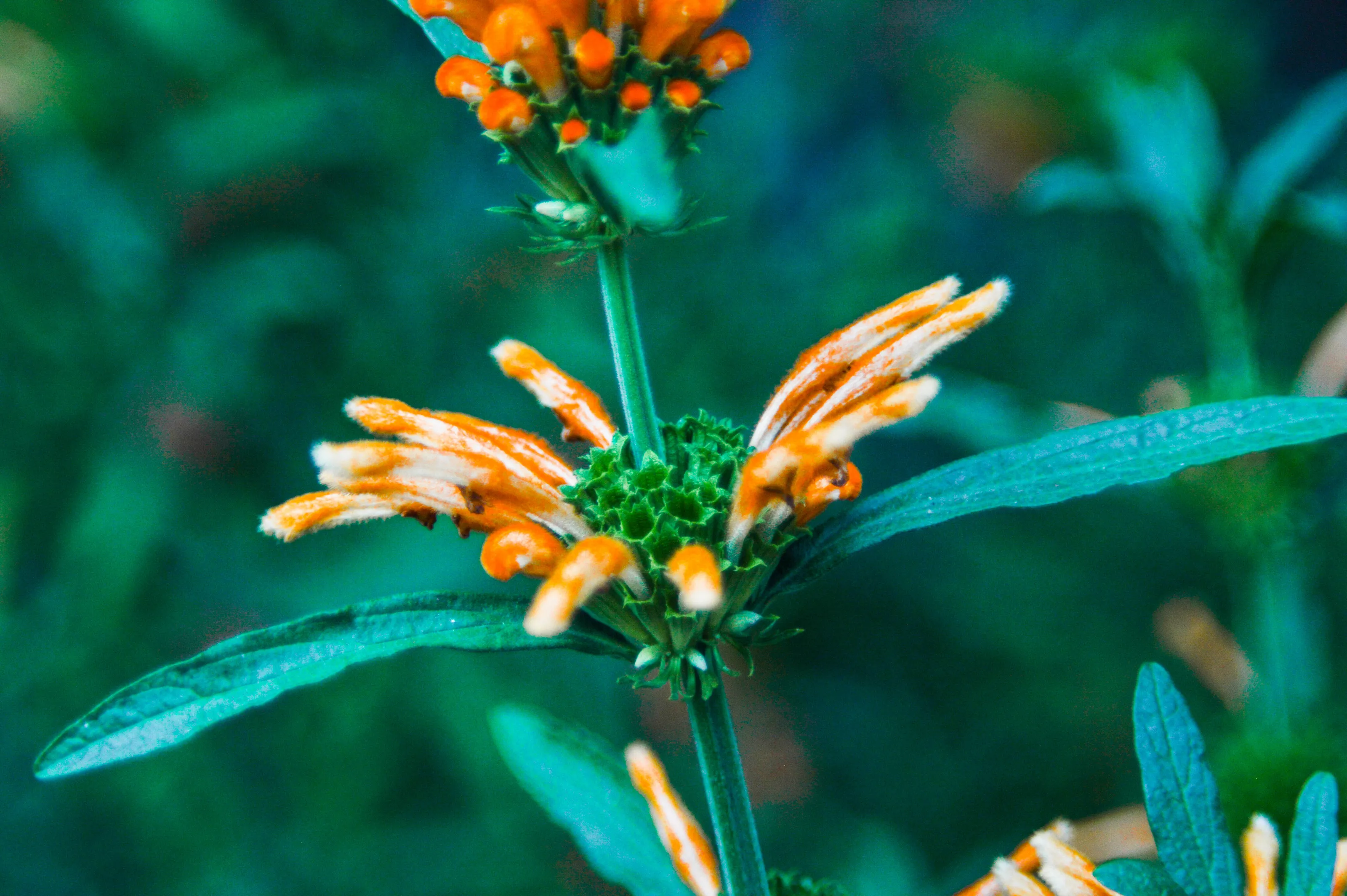 Green and Orange