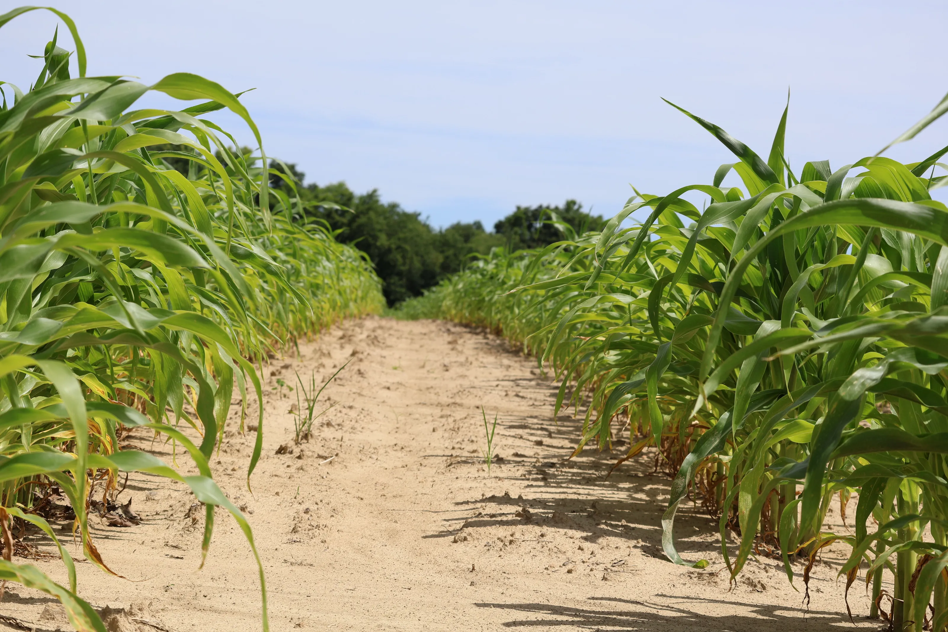 Rows of Sweet Corn