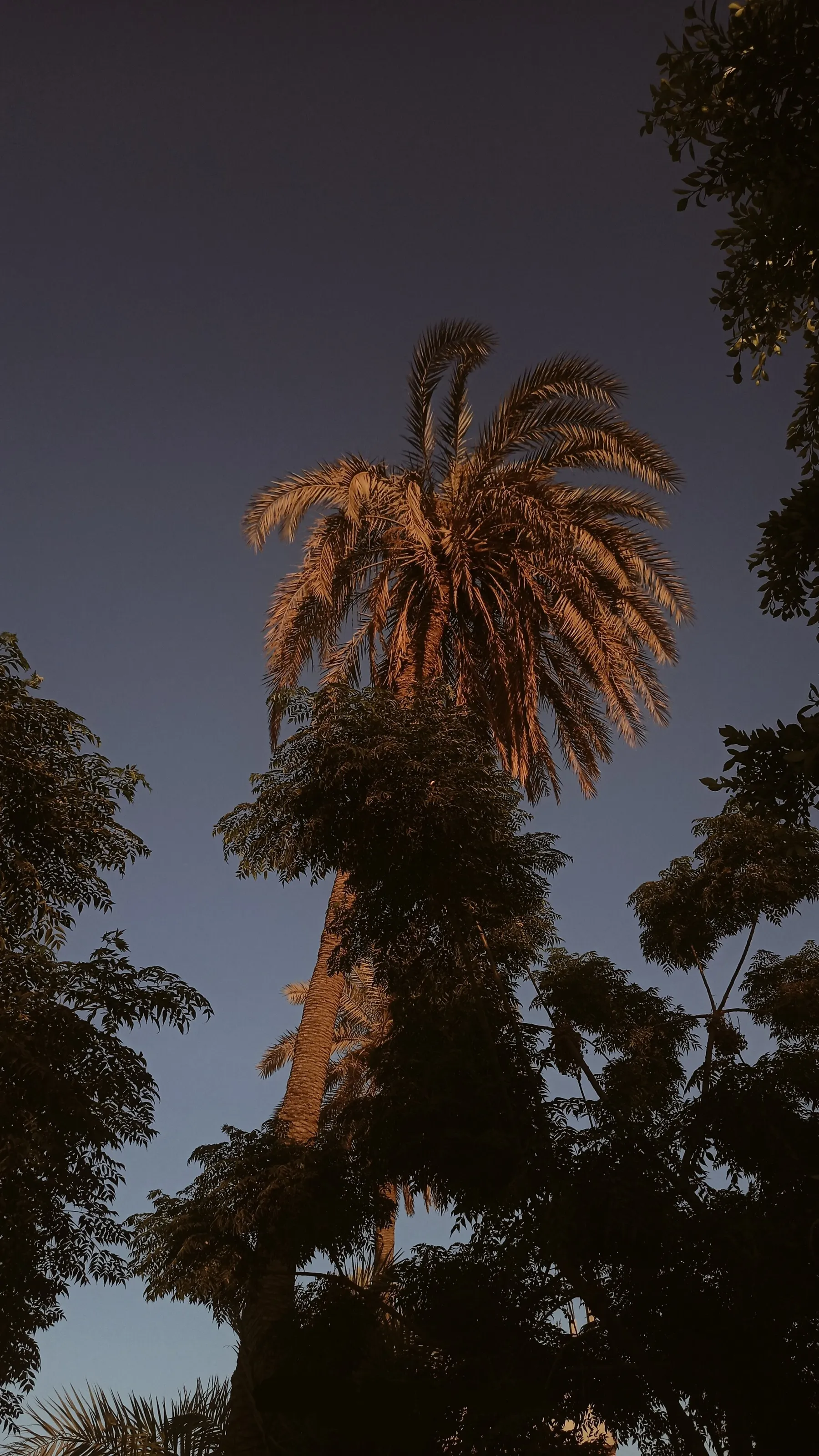 Palm tree