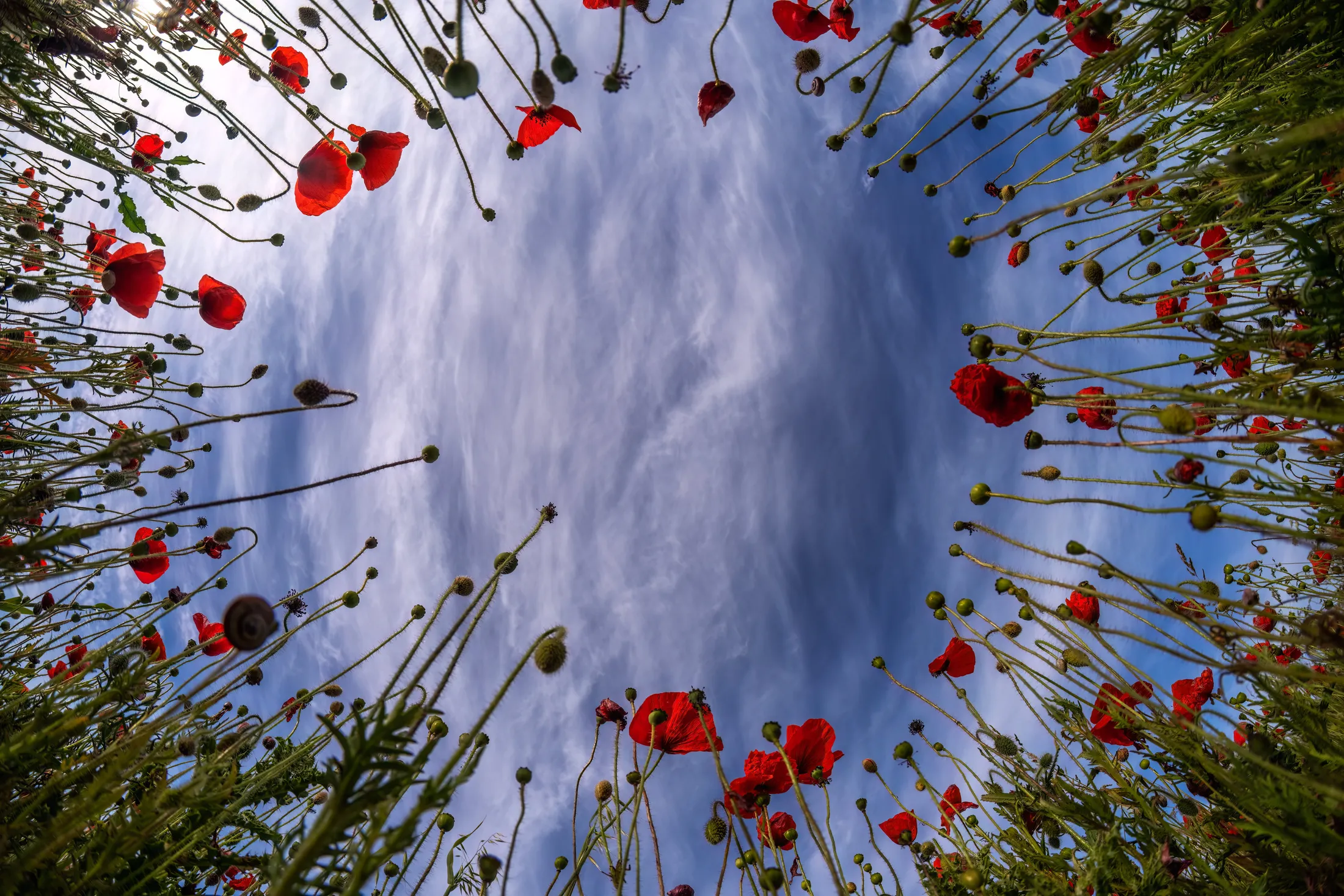 Poppies from below Pentire Crantock Cornwall UK