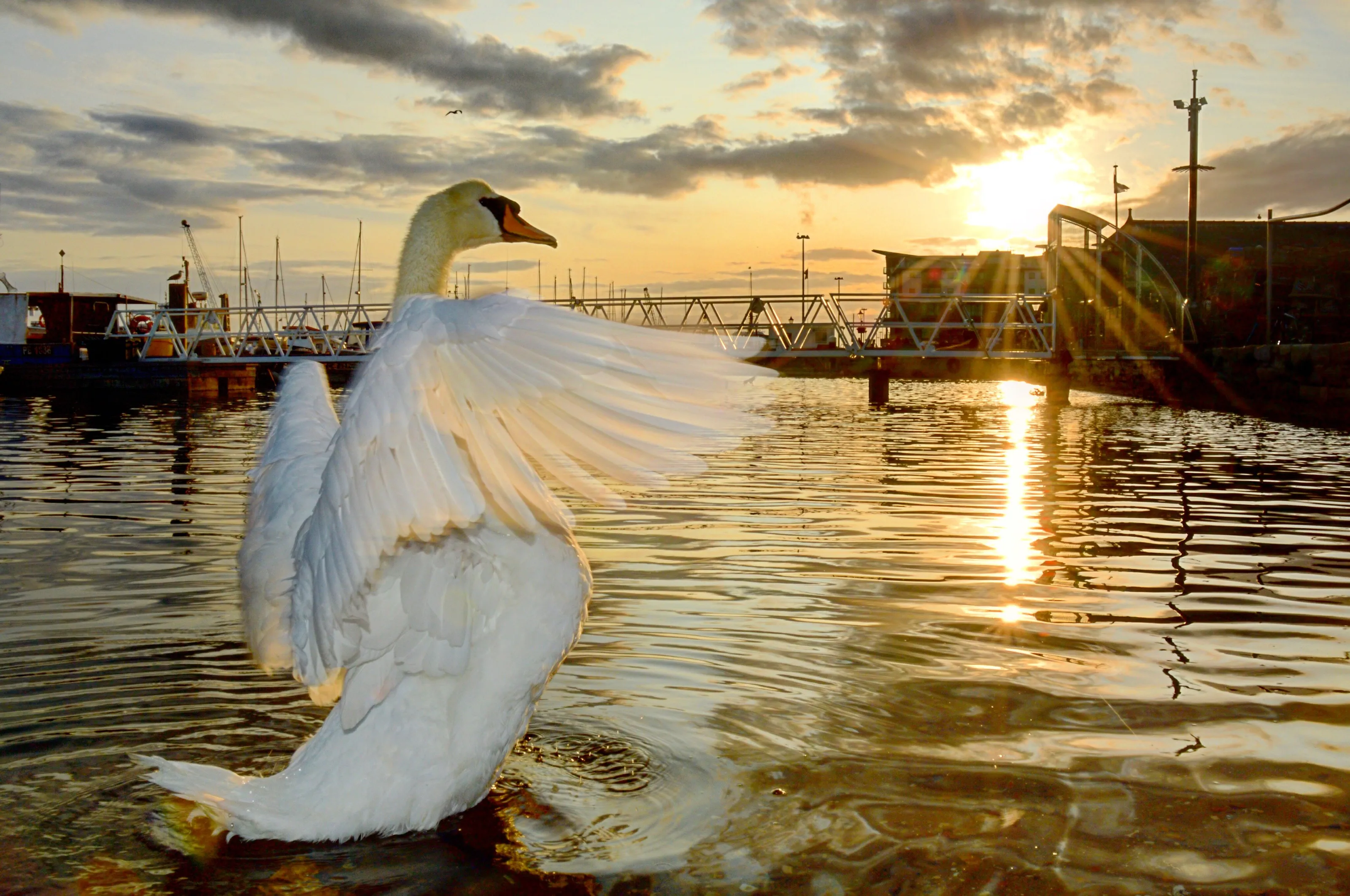 Swan showing off